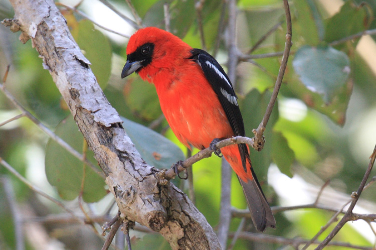 Yucatan bird watching