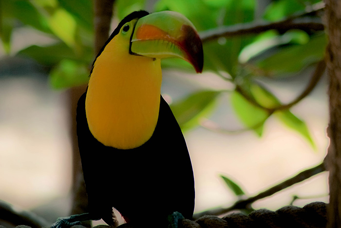 Birds of Tulum