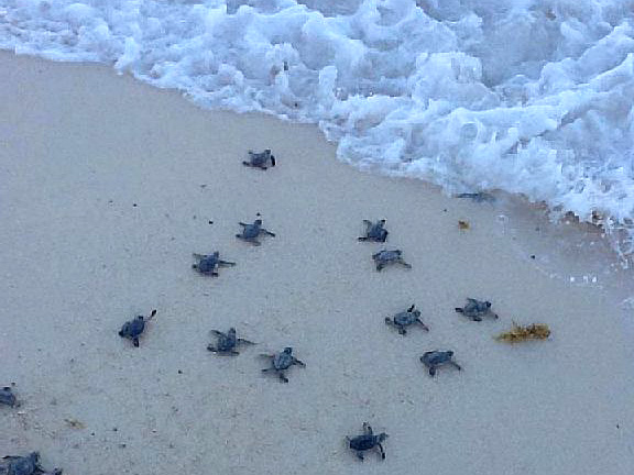 Turtle hatching Tankah Bay