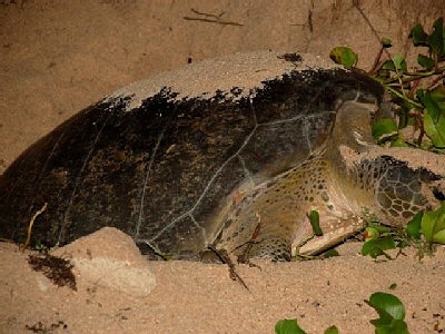 Giant ocean dwelling turtles