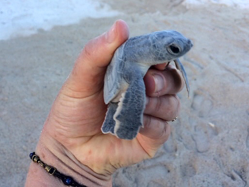 Baby turtles on the beach at Casa Perla del Mar